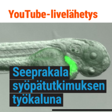 Tieteiden yö: Seeprakala syöpätutkimuksen työkaluna